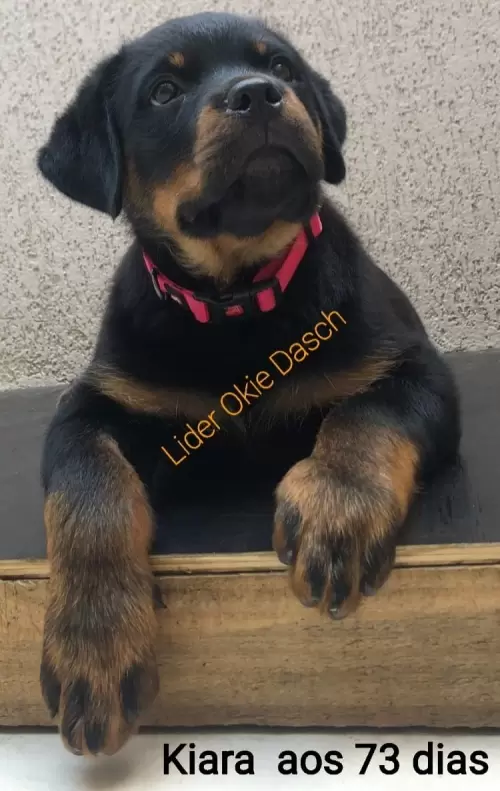 Família Lider Okie