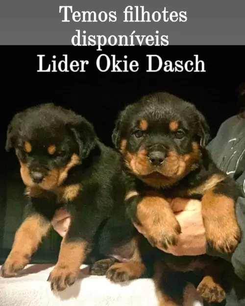 Família Lider Okie