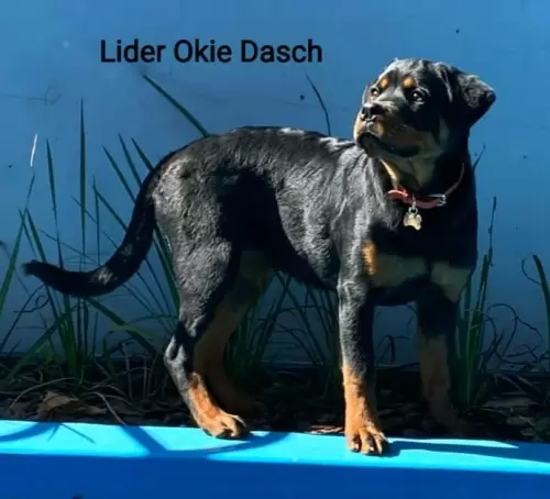 Família Lider Okie