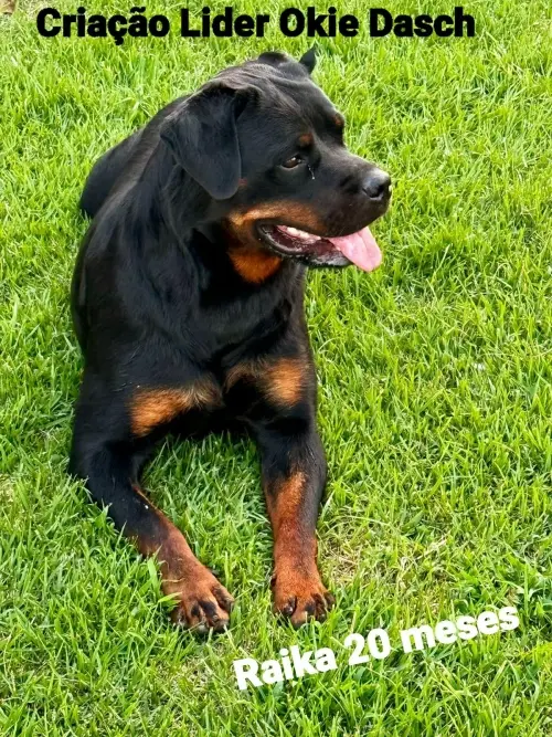 Cães da nossa criação