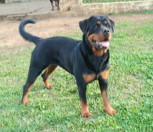 Cães da nossa criação