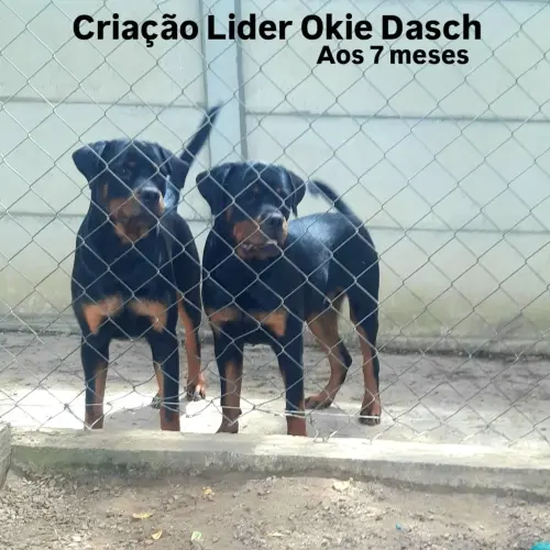 Cães da nossa criação