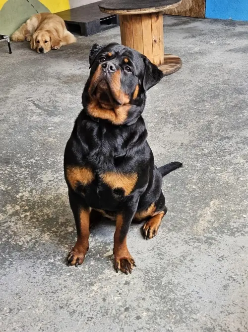 Cães da nossa criação