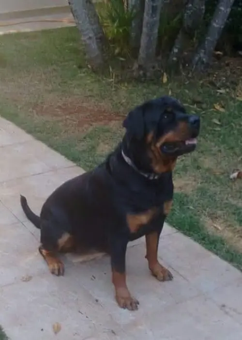 Cães da nossa criação