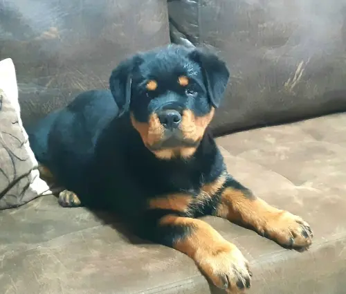 Cães da nossa criação