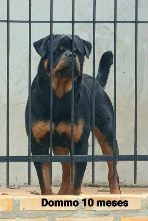 Cães da nossa criação