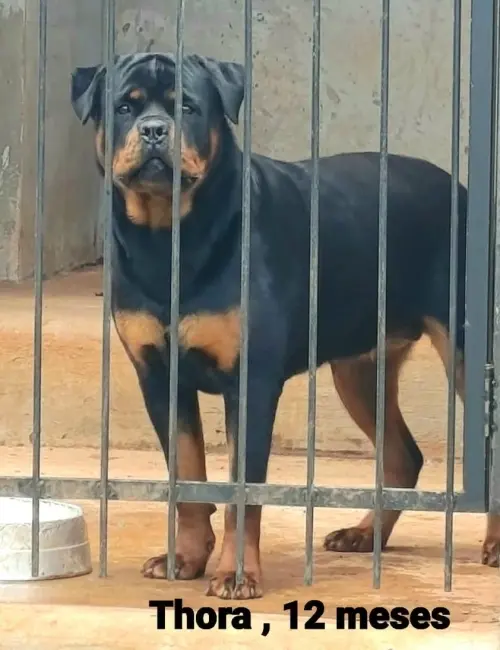 Cães da nossa criação