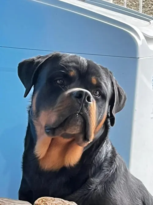 Cães da nossa criação