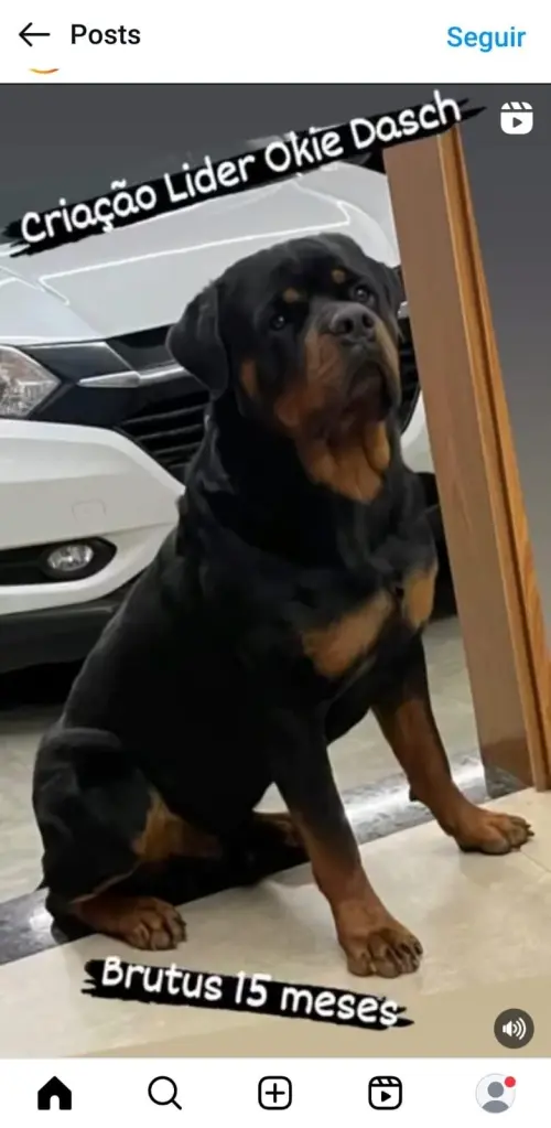 Cães da nossa criação