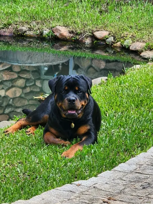 Cães da nossa criação