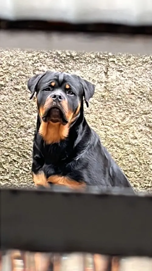 Cães da nossa criação