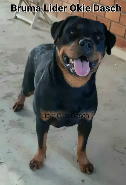 Cães da nossa criação