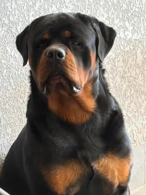 Cães da nossa criação
