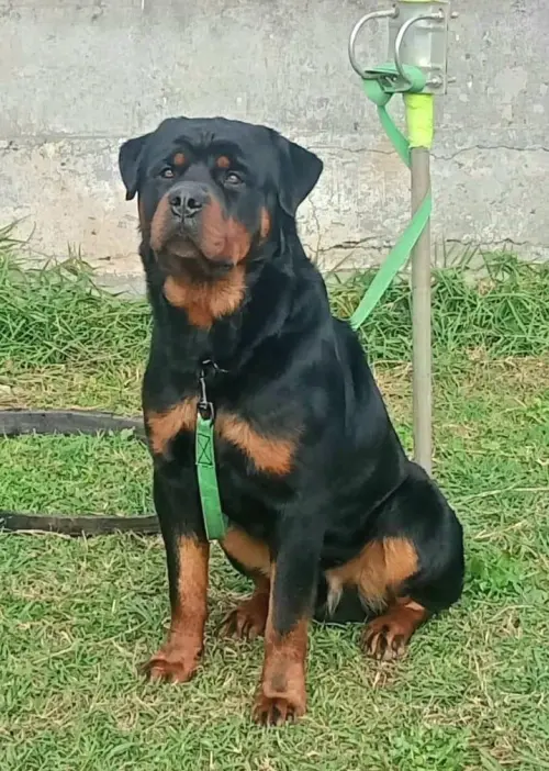 Cães da nossa criação