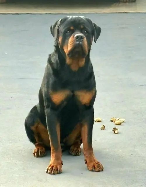 Cães da nossa criação