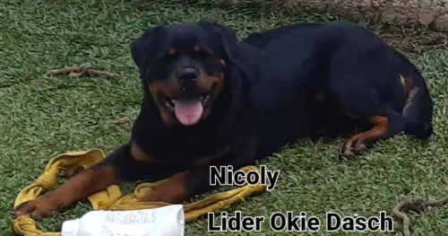 Cães da nossa criação