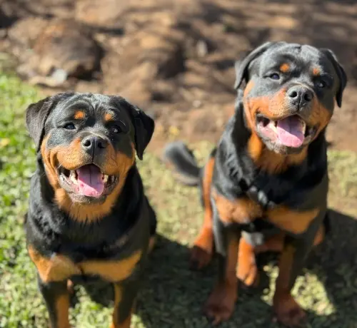 Cães da nossa criação